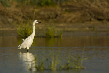 Aigrette garzette (Egretta garzetta - Little Egret)