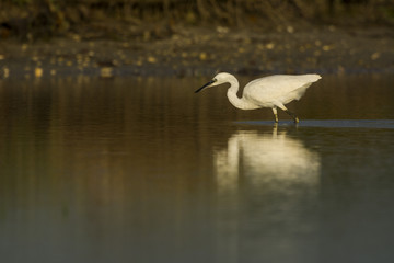 Aigrette garzette (Egretta garzetta - Little Egret)