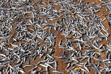 Trockenfisch, Stockfisch