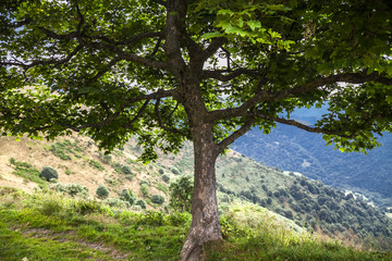 Fototapeta na wymiar Landscape seen from under a tree