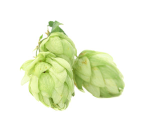 Close up of hop flowers.