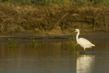 Aigrette garzette (Egretta garzetta - Little Egret)