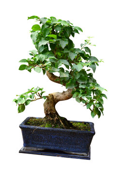 ficus in a pot