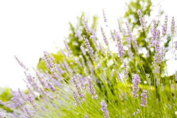 Green field of fresh lavender