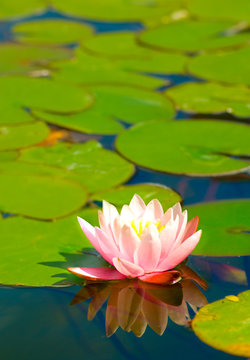 image of a lotus flower in the city pond