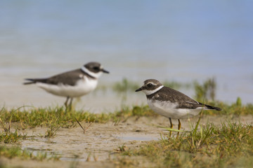 Obraz premium Grand Gravelot (Charadrius hiaticula - Common Ringed Plover)