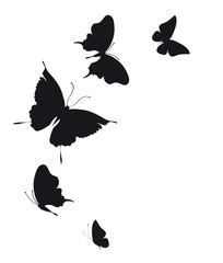 butterflies design