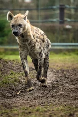 Foto op Aluminium hyena © jurra8