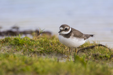 Grand Gravelot (Charadrius hiaticula - Common Ringed Plover)