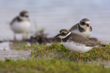 Grand Gravelot (Charadrius hiaticula - Common Ringed Plover)