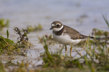 Grand Gravelot (Charadrius hiaticula - Common Ringed Plover)