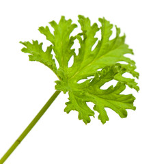 feuille de géranium rosat