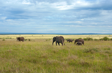 Plakat Słonie w Masai Mara National Park, Kenia.