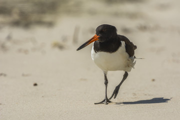 Huîtrier pie (Haematopus ostralegus - Eurasian Oystercatcher) e