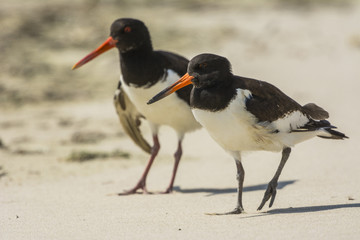 Huîtrier pie (Haematopus ostralegus - Eurasian Oystercatcher) e