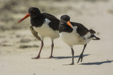 Huîtrier pie (Haematopus ostralegus - Eurasian Oystercatcher) e