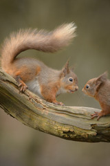 Red Squirrel