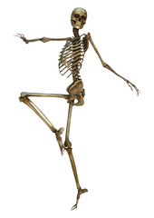 Human Skeleton