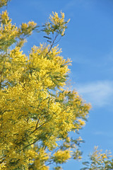 Mimose fiorite simbolo otto marzo festa della donna