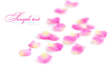 Petals of roses on a white background