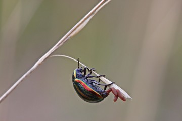 Regenbogen-Blattkäfer (Chrysolina cerealis) bei der Eiablage © Schmutzler-Schaub