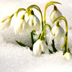 Schneeglöckchen im Schnee