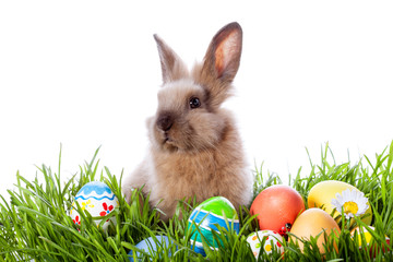 Easter bunny and Easter eggs