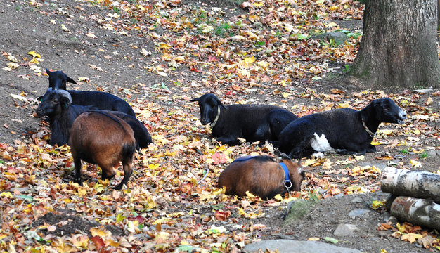 view of the goats on the farm
