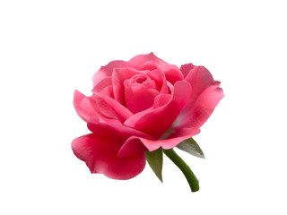 Naklejka premium bright beautiful pink rose