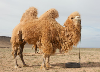 ferme de chameaux