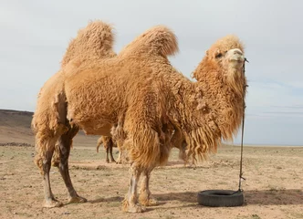 Papier Peint photo Chameau ferme de chameaux