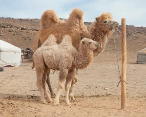 Peel and stick wall murals Camel  camel farm