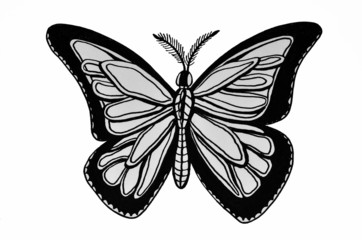 disegno di farfalla su sfondo bianco