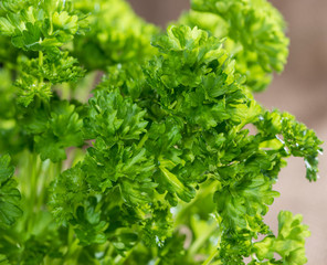 Parsley Plant