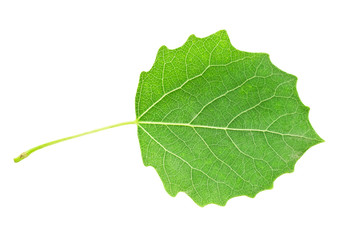 Obraz premium Green leaf