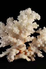 coral skeleton isolated on black © Christian Palent