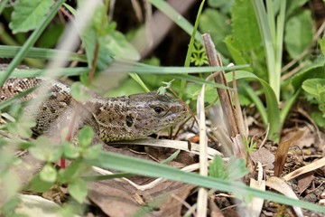 Weibliche Zauneidechse (Lacerta agilis)