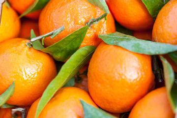 Frische mandarinen clementinen Orangen mit frischen grünen blä