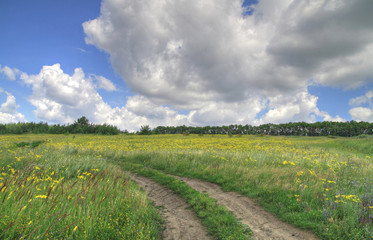 View summer Russian flower meadow