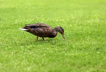 Duck