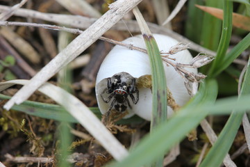 Männliche Kreuzspringspinne am Schneckenhausnest