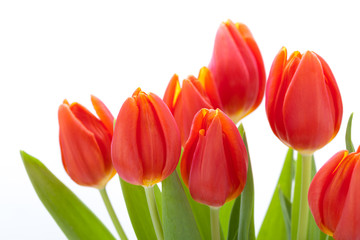 Schöne frische rote Tulpen als Blumenstrauß zu ostern und Vale