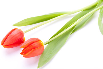 Schöne frische rote Tulpen als Blumenstrauß zu ostern und Vale