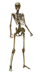 Human Skeleton