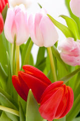 Rosane und rote Tulpen zu Ostern Muttertag Valentinstag mit Oste