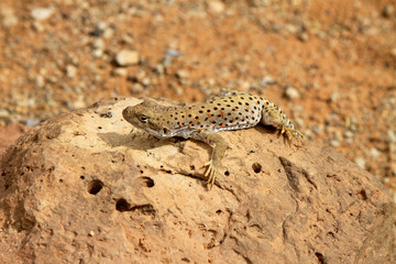 Lézard moucheté , Arch national park, Arizona