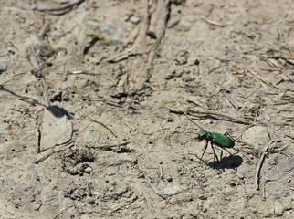 Feldsandläufer (Cicindela campestris)