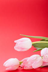 rosane Tulpen als Nahaufnahme als Postkarte zu Ostern und Valent