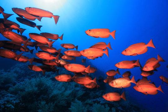 Shoal of red bigeye perches in the red sea
