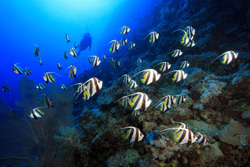 Plakat Shoal of longfin bannerfish in the red sea